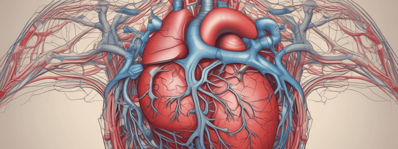 Human Anatomy: The Heart and Its Functions