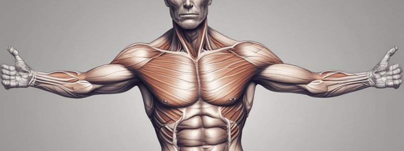 Human Physiology Chapter on Muscle Structure