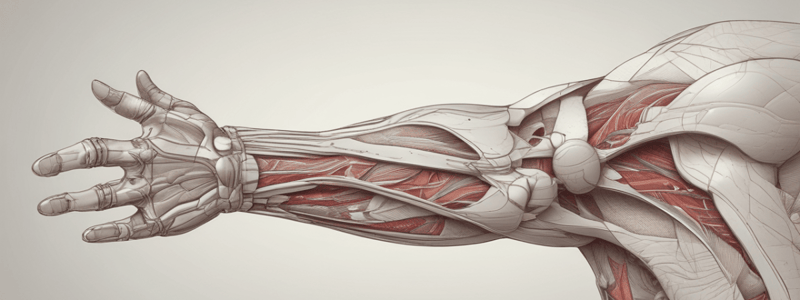 WK 2: Upper Limb Anatomy