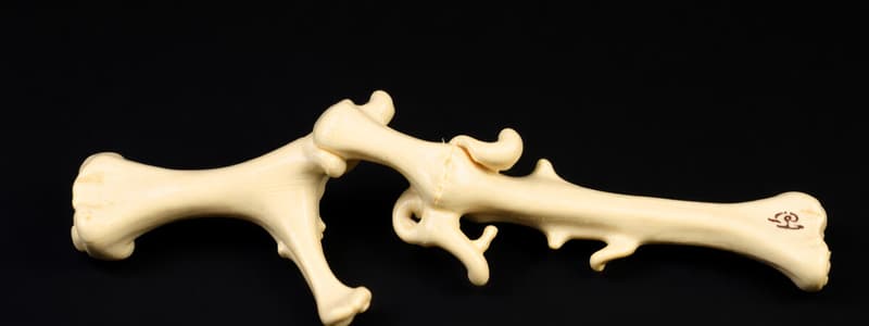 Bone Composition and Development