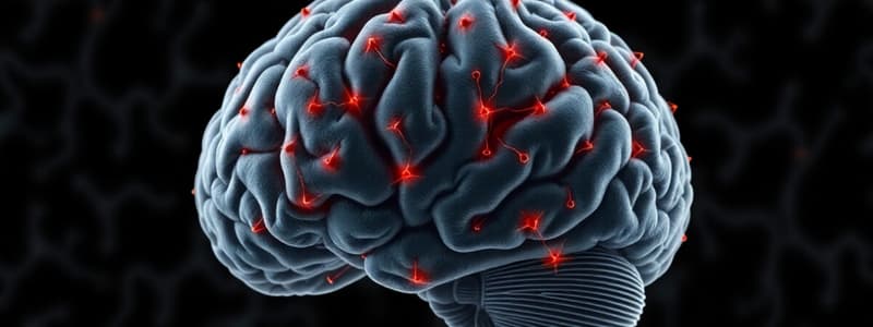 Cerebellar Cortex Overview