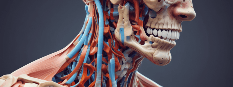 Classification of Joints based on Connective Tissue and Movement Potential