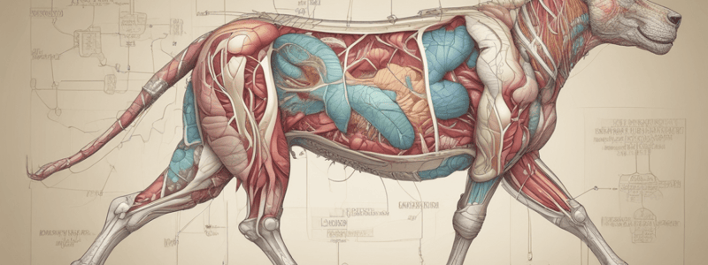 Anatomía y Fisiología del Sistema Digestivo