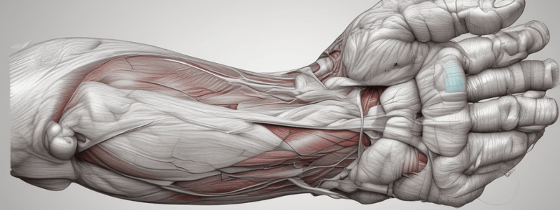 Anatomy of the Superficial Layer of the Forearm