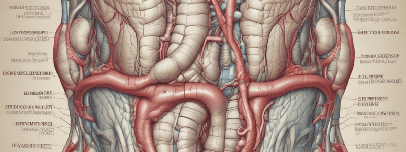 Upper Gastrointestinal Tract Anatomy