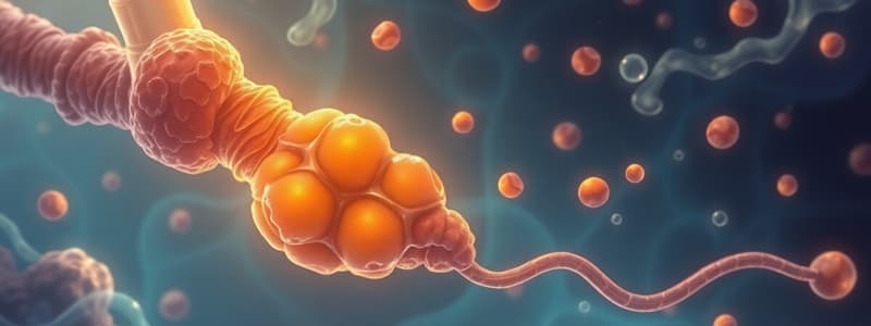 Carbohydrate Digestion Overview