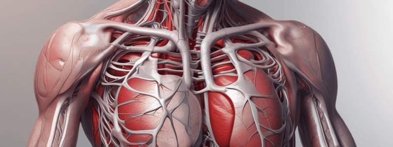 Cardiovascular Anatomy Quiz