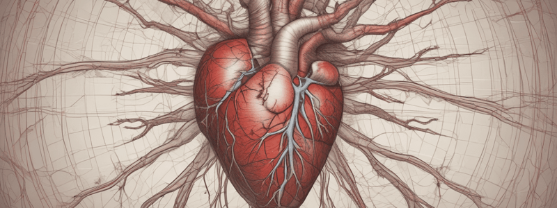 3.1 Anatomy of the Cardiovascular System: Arteries and Veins