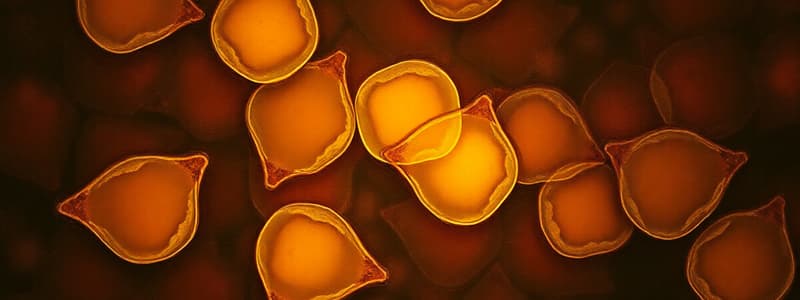 Histocytes Overview and Structure