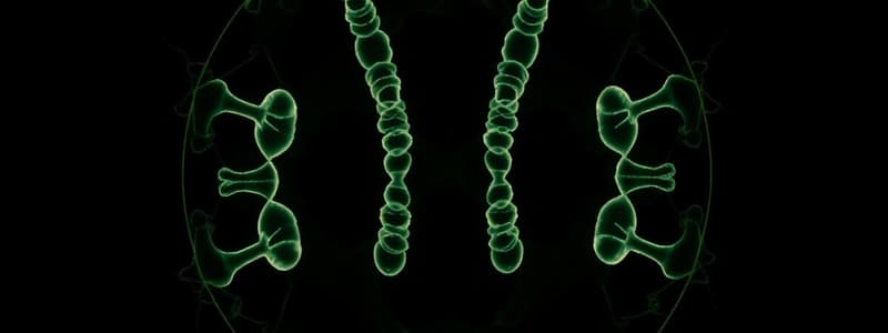 Cellular Basis of Inheritance: Mitosis and Meiosis