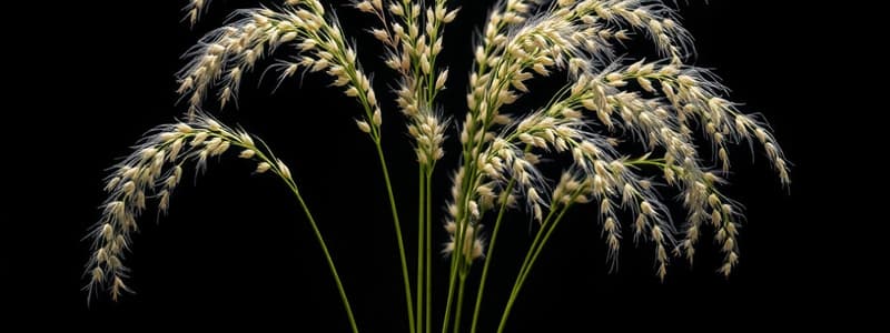 Botany Quiz on *Eragrostis tef*