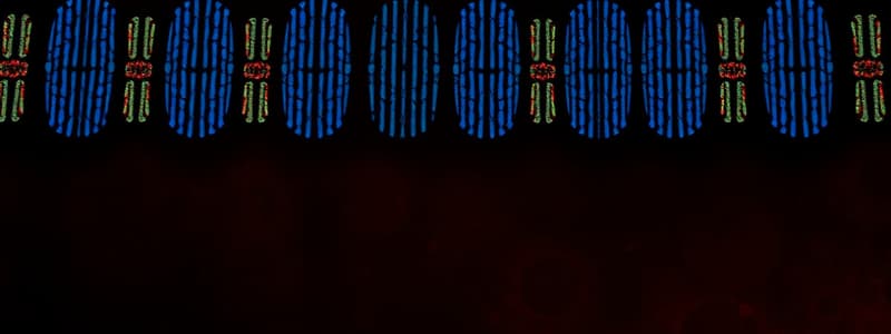 Chromosome Replication and Separation