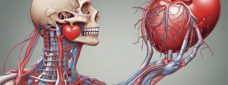 Vertebrate Anatomy: Heart Structure and Function