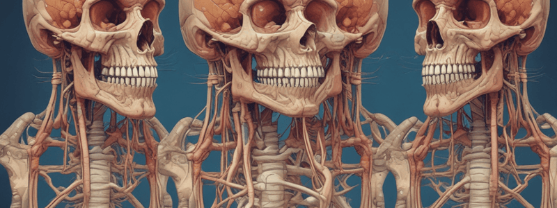 Lingual Glands Anatomy