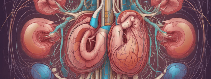 Urinary System Overview