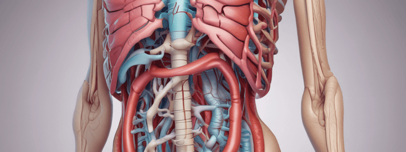 Digestive System Overview