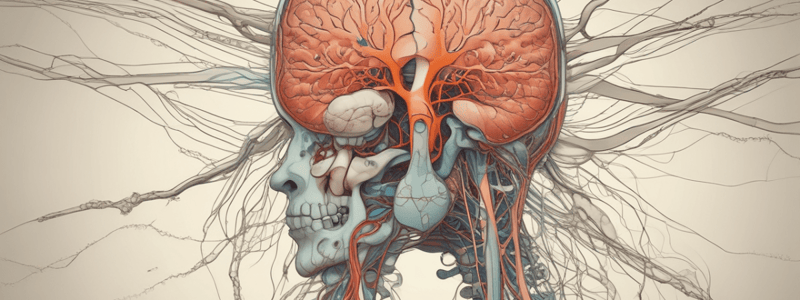 Nervous System Overview: Structure, Functions, and Components