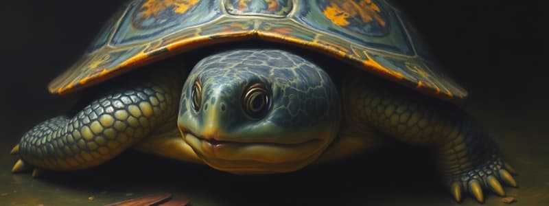 Turtle Conservation and Pig-Nosed Turtle Facts