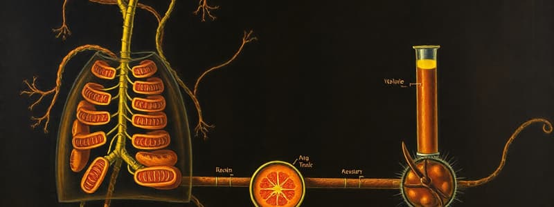 Biologie Cellulaire: Respiration et Fermentation