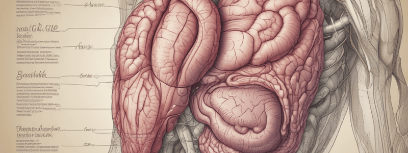 Digestive System Anatomy: Foregut, Midgut, Hindgut