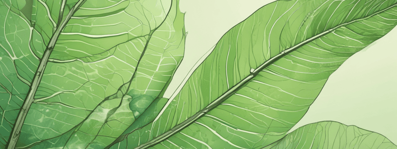 Layers of a Leaf: Plant Structures