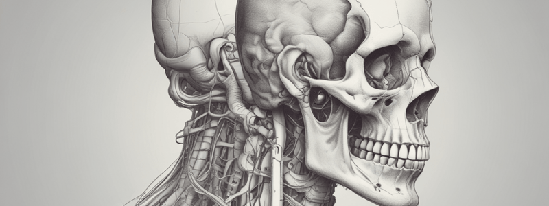 Anatomy of Head and Neck: Skull and Cranial Fossae