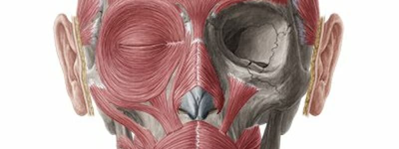 Anatomy Head & Neck Quiz Part A