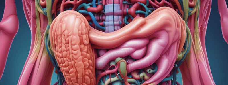 Digestive System Overview