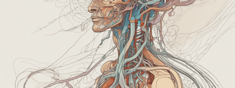 Nervous System Functions