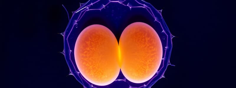 Meiosis: Stages and Diagrams