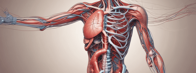 Heart Structure and Chambers