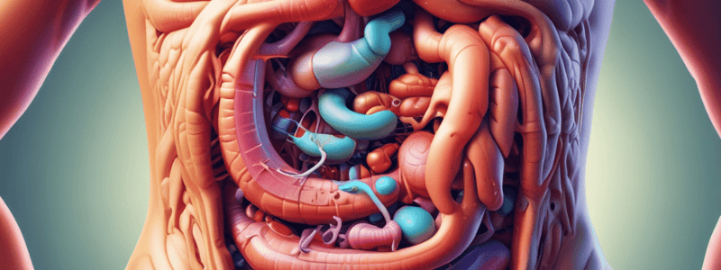 Digestive System Processes Quiz