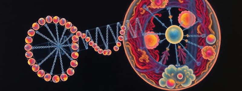 Mitosis and DNA Replication