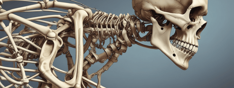 AHS 101: Chapter 12 - Axial Skeleton