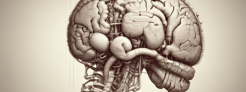 Cerebellum Neuroanatomy Lecture Quiz