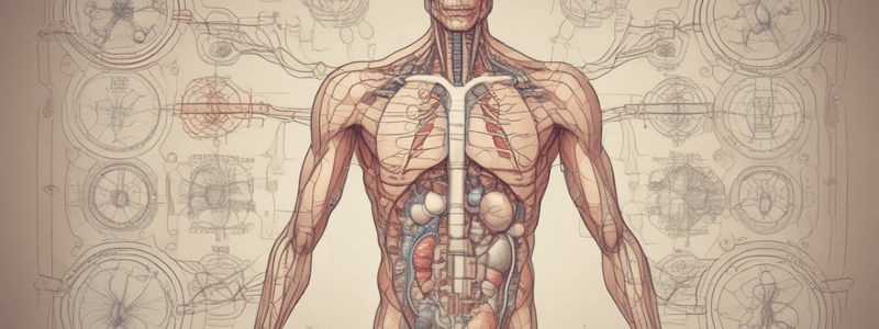 Endocrine System Quiz