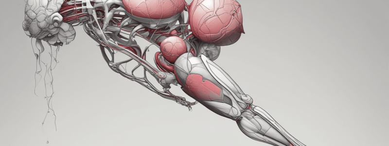 Anatomy Quiz: Lower Limb and Heart