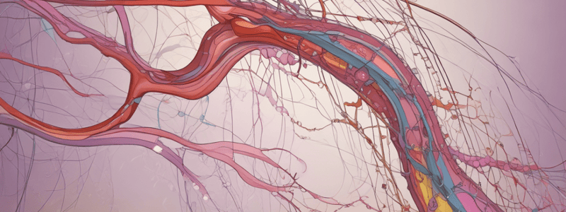 Neurotransmisores en la Unión Neuromuscular