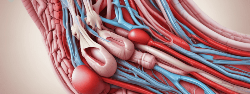 Angiosomes and Arterial Supply Quiz