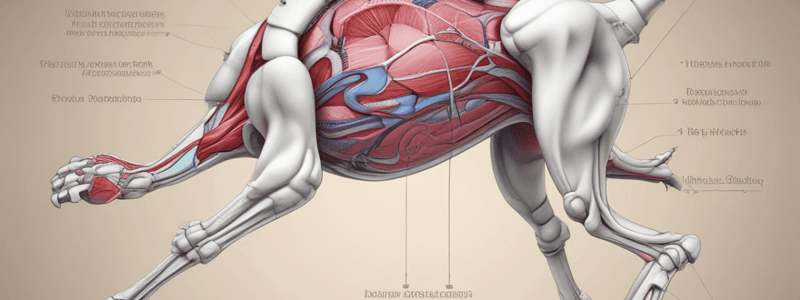 Pelvic Limb Joints