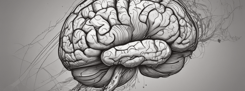 Human Brain Structure and Function