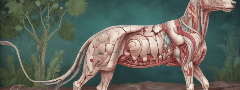 Veterinary Anatomy Chapter 17: The Integumentary System