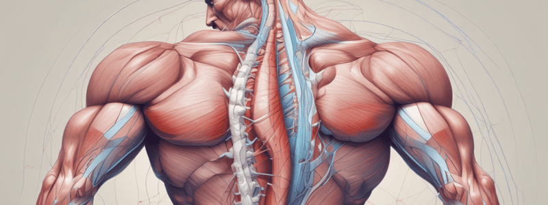 Muscle Contraction Regulation