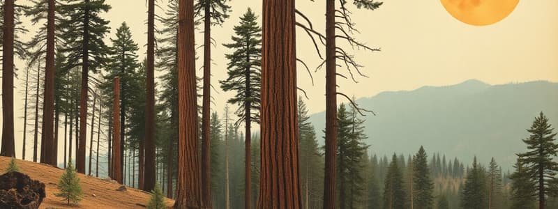 Redwoods' Resilience After Wildfire