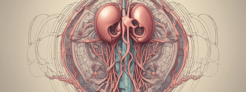 Urinary System and Kidney Structure