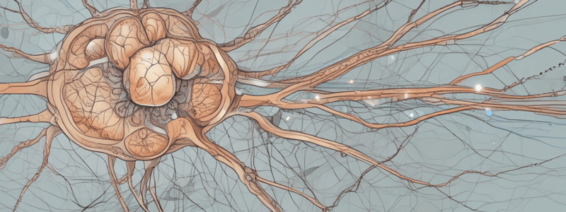 Upper Motor Neurons in Neuroscience