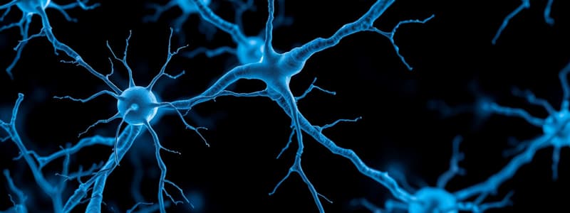 Nervous System Structure and Neurons