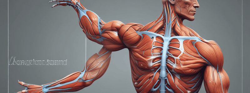 Anatomy of the Upper Limb Muscles - Lecture 24