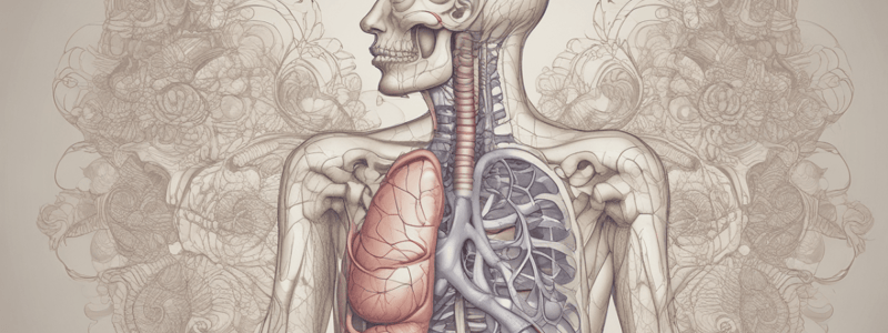 Respiratory System Divisions