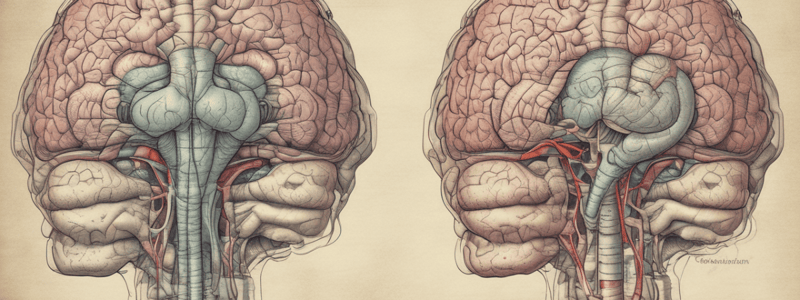 Neuroanatomy: Cerebrum Structure and Function